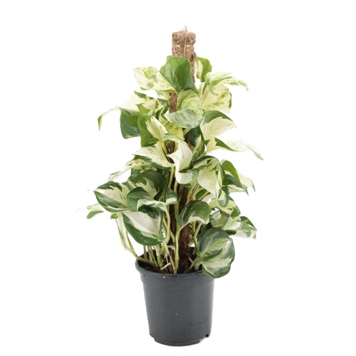 [EP-038] Epipremnum Pinn. Manjula إيبيبريمنوم بين. مانجولا