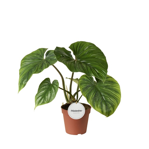 [PH-2191] Philodendron Plowmanii فيلودندرون بلاوماني