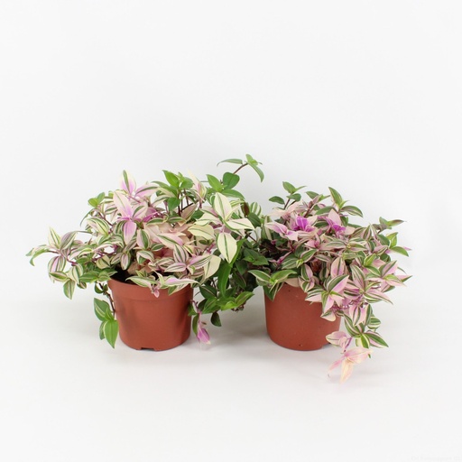 [2129] Tradescantia Flum Quadricolor 