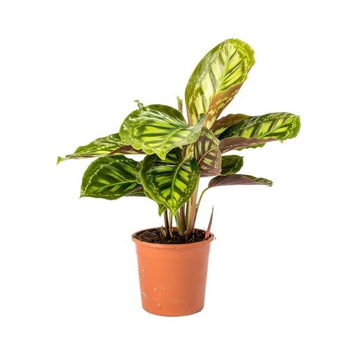 [2338] Calathea Roseopicta Flamestar