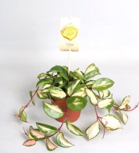 [HO-52] Hoya Carnosa Tricolor - 12/20 هويا كارنوزا ثلاثية الألوان - 12/20