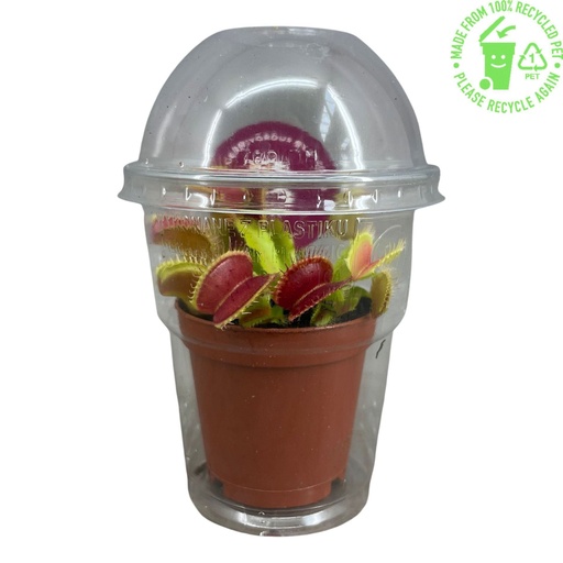 [PP808]  Insect Eater Plant (Dionaea Muscipula)