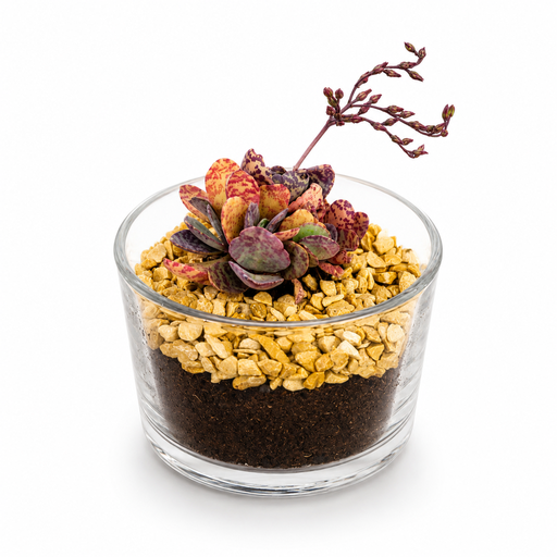 [TR-4010] تيراريوم صغير - نباتات صبار