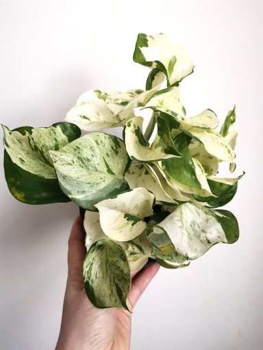 [1697] Pothos Happy Leaf - 12/15