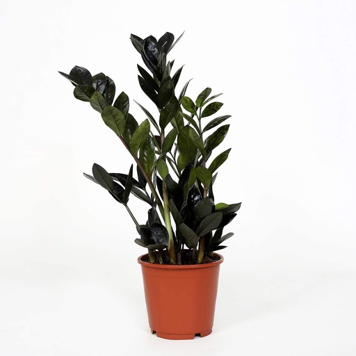 [2259] Zamioculcas Raven زاميوكولكاس رافن