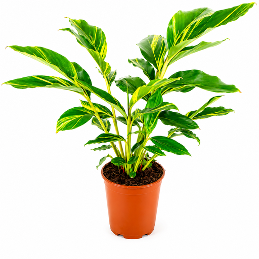 [1707] Alpinia Variegata ألبينيا فاريغاتا