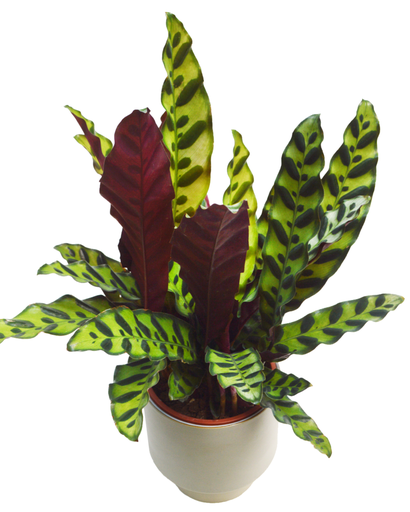 [20140011] Calathea Lancifolia  Insigne