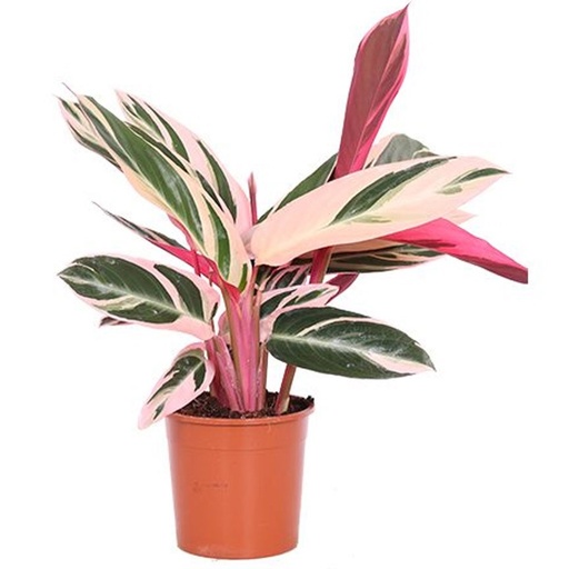 [1800] Calathea Stromanthe Triostar كالاثيا سترومانثي تريوستار