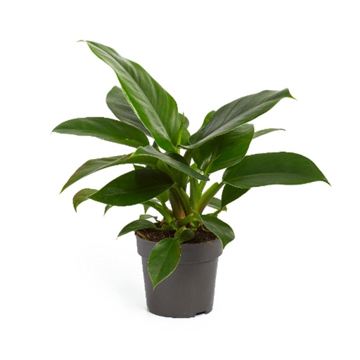 [425] Philodendron 'Imperial Green' فيلودندرون الإمبراطوري الأخضر