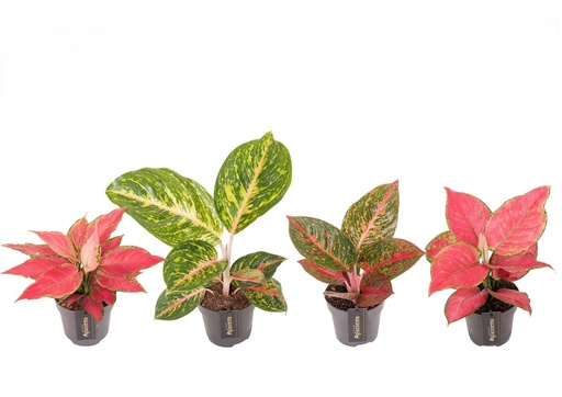 [2456] Aglaonema Mix أغلاونيما ماريا