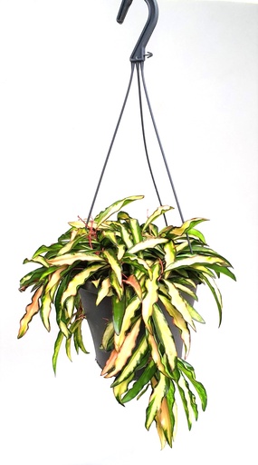 [3003] Hoya Wayetii Tricolor - 19/30 هويا وايتي ثلاثية الألوان - 19/30