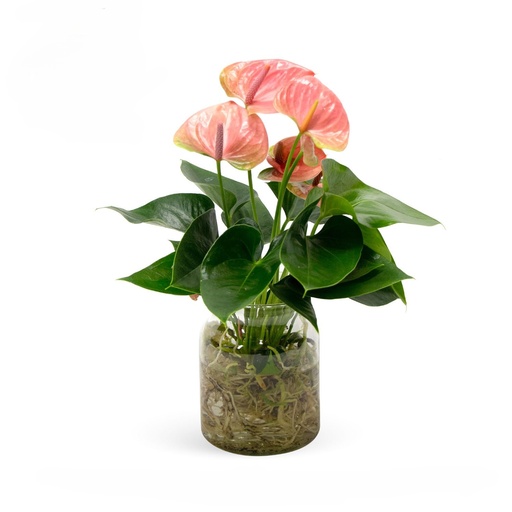 [5003] Anthurium Arrangement