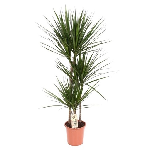 [5075] Dracaena Marginata دراسينا ماجنتا