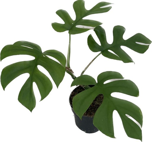 [22-1050] Monstera Minima