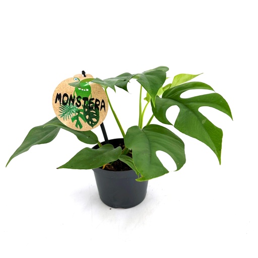 [22-1050] Monstera Minima