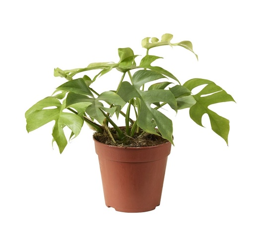 [22-1050] Rhaphidophora Tetrasperma Goldrush