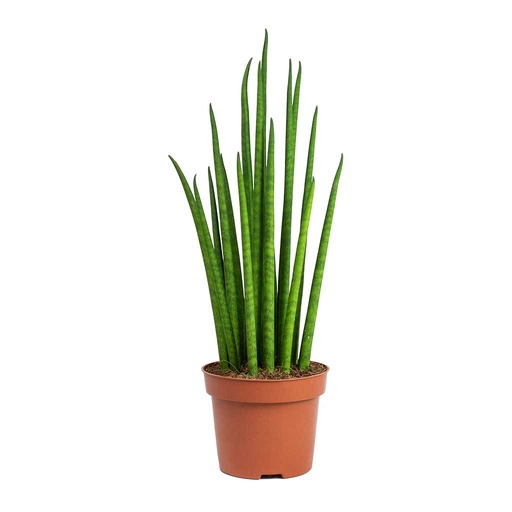 [22-1076] Sansevieria Mikado