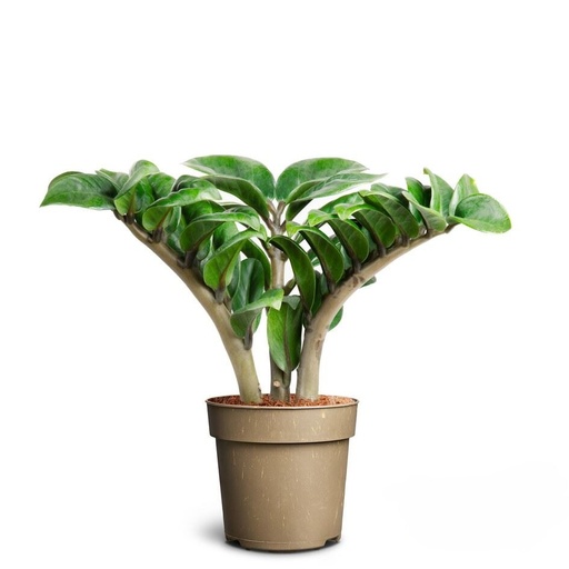 [22-2025] Zamioculcas Zenzi