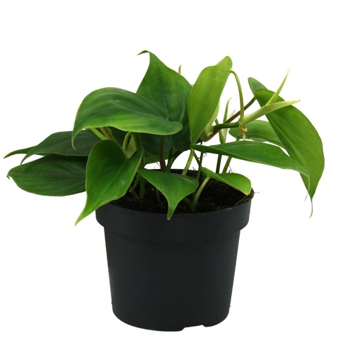 [22-5070] Philodendron Scandens Green