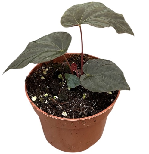 [B-70] Begonia Pavonina