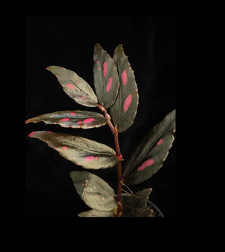 [B-15] Begonia Julau Type 2 بيغونيا جولاو النوع 2