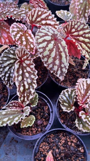 [B-62] Begonia Vaghar بيغونيا فاغار