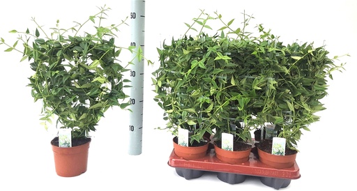 [22-1305] Hoya Bella - 12/40 هويا بيلا - 12/40