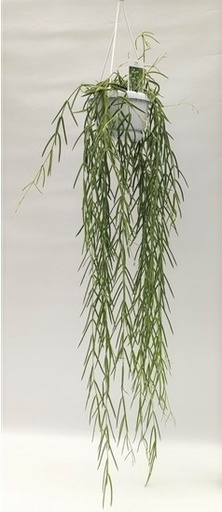 [HO-190] Hoya Linearis هويا لينياريس