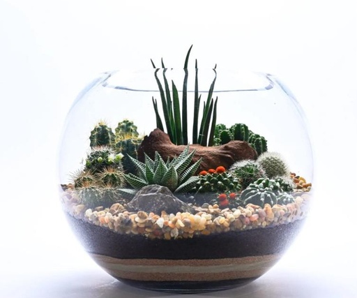 [TR-010] كالي - كبير