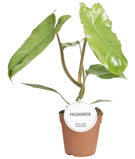 [7054-1] Philodendron Paraiso Verde - 12/35