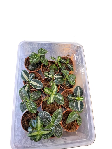 [22-63] Argostemma Plant نبتة أرغوستيما