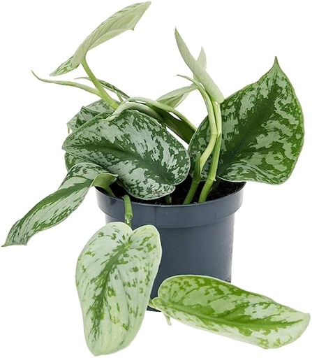 [2831] Scindapsus Pictus Trebie سكيندابسوس بيكتوس تريبي