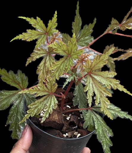 [B-03] Begonia Polilloensis x Rajah بيغونيا بوليلوينسيس × راجا