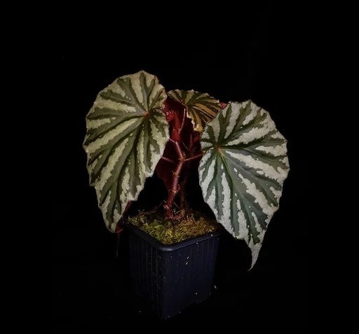 [B-05] Begonia Irian Jaya