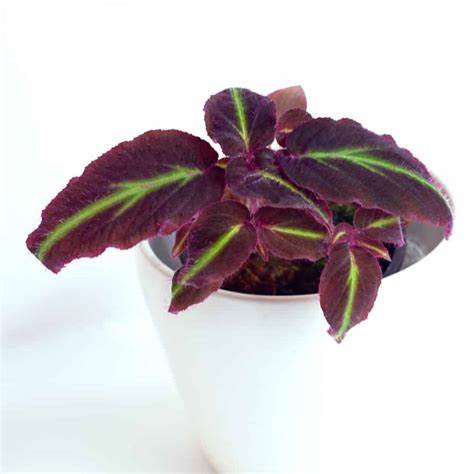 [S-001] Sonerilla Sp Flu