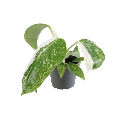 [PH-2010] Philodendron Jose Bueno