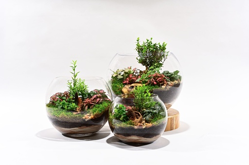 Terra Amazonia تيرا أمازونيا