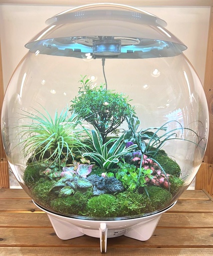 تيرا - بيورب إير