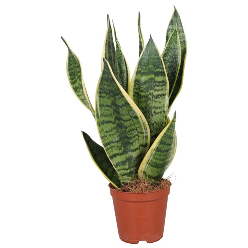 [00036008] Sanseviera-Snake Plant سانسيفيريا - نبتة الأفعى