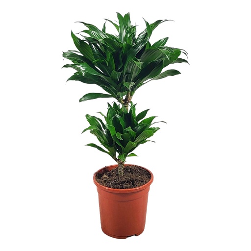 [D-4030] Dracaena Frag. Compacta