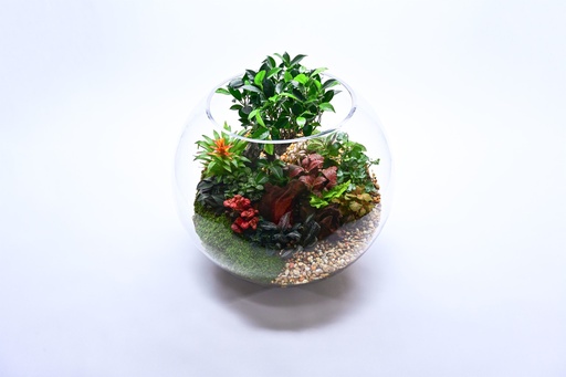 [TR-505] Bonsai Garden - Royal تنسيق بونساي 