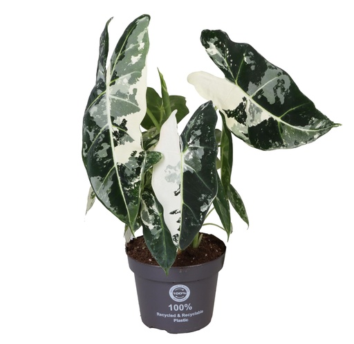[A-42] Alocasia Frydek Variegata 