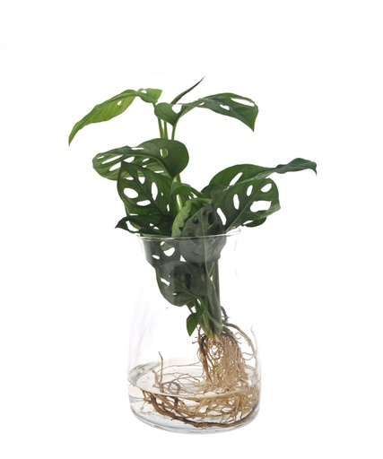 [MA-15] Monstera Adansonii Arrangement