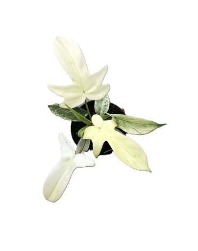[4092-1] Philodendron Florida Ghost فيلودندرون شبح فلوريدا