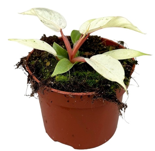 [P-100] Philodendron 'Snowdrift' فيلودندرون الجليد الطائر