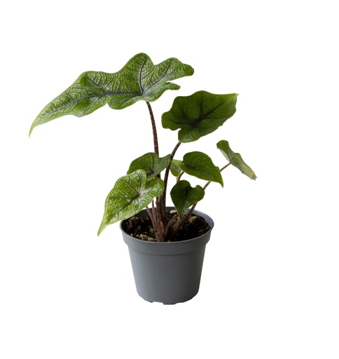 [AJ-10-1] Alocasia Jacklyn- S