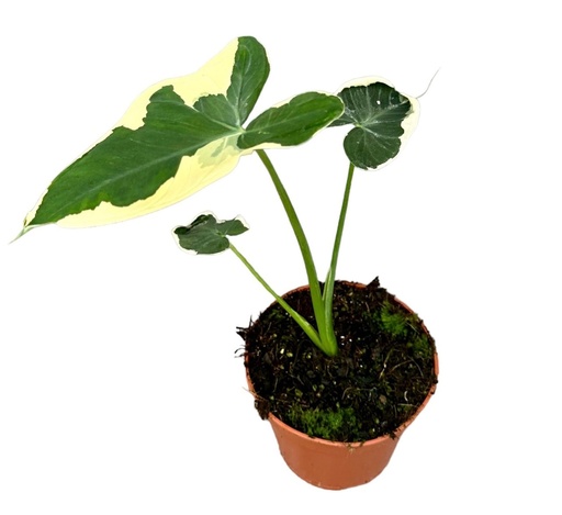 [A-41] Alocasia Mickey Mouse ألوكاسيا ميكي ماوس