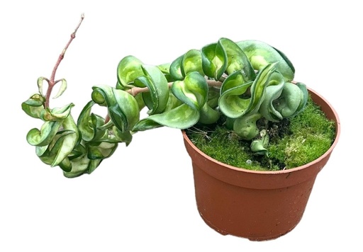 [3004-1] Hoya Compacta Mauna Loa