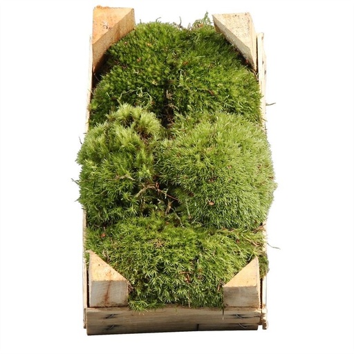 [BM-002] Ball Moss in Wooden Crate