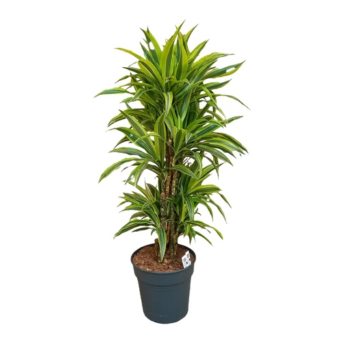 [1824-1] Dracaena Der. Lemon Lime - 27/110